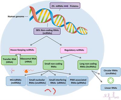 Applications of Non-Coding RNAs in Patients With Retinoblastoma